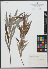 Foto von Salix viminalis L.